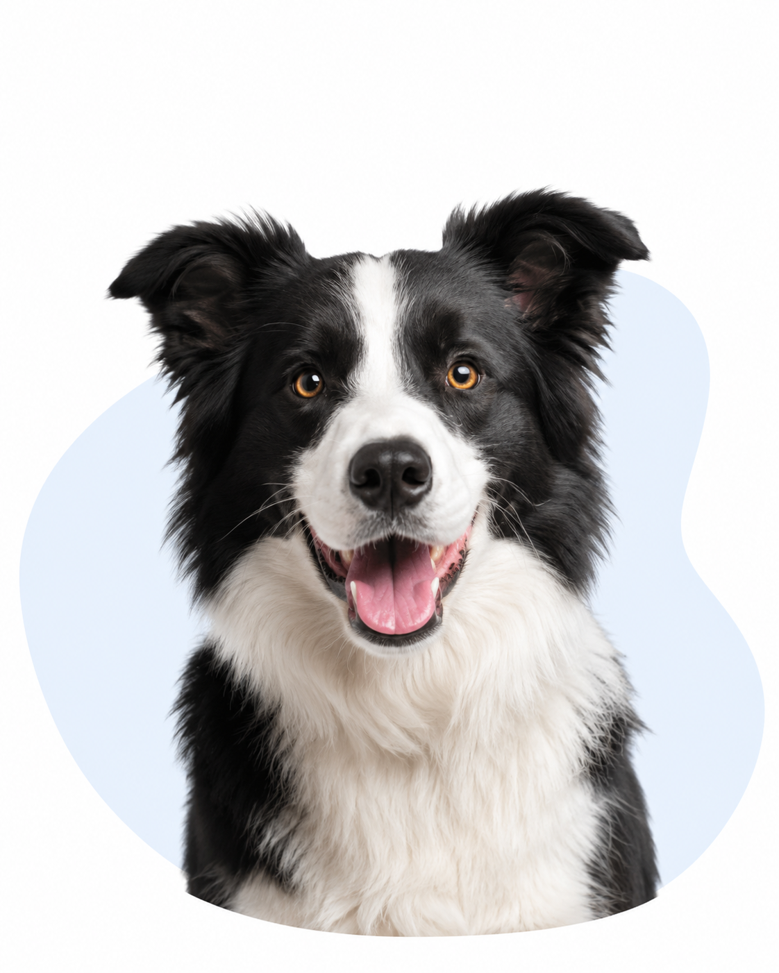 A happy border collie